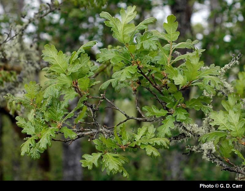 <p>thick leaves with 3 to 7 deep lobes per side</p>