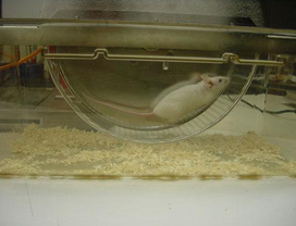 <p>Rodent activity wheel </p>