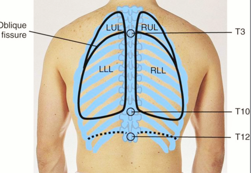 <p>Left</p><ul><li><p>LUL</p></li><li><p>LLL</p></li></ul><p>Right</p><ul><li><p>RUL</p></li><li><p>RLL</p></li></ul><p></p>