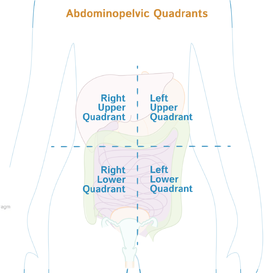 <p>Includes 1) right upper quad (RUQ) 2) left upper quad (LUQ) 3) right lower quad (RLQ) and 4) left lower quad (LLQ) </p>