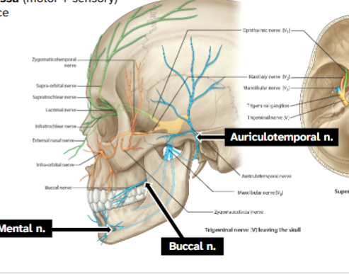 <p>Exits cranial cavity via foramen ovale</p><p>→ Courses through infratemporal fossa (motor + sensory)</p><p>→ Terminal branches of V3 on the face</p><p>→Auriculotemporal n.</p><p>→Buccal n.</p><p>→Mental n.</p><p>CN V3 has BOTH motor &amp; sensory fibers</p><p>→ CN V1 and CN V2 are entirely sensory</p><p>→ CN V starts in the middle cranial fossa</p><p>→ It moves through foramen ovale to the</p><p>infratemporal fossa</p><p>→ Divides into 3 portions:</p><p>→ Main trunk</p><p>→ Anterior division</p><p>→ Posterior division</p>