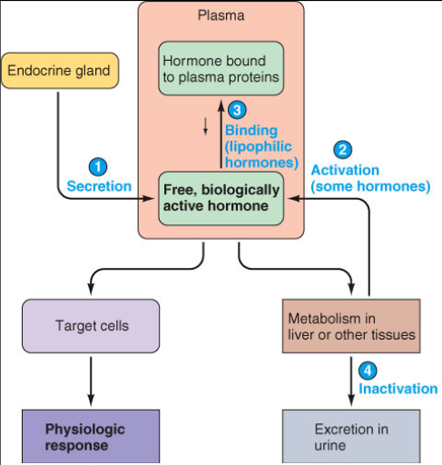 <p><span style="background-color: transparent;">Expressed in target tissues and upon hormone binding initiate biochemical chain of events that alters cell function</span></p>