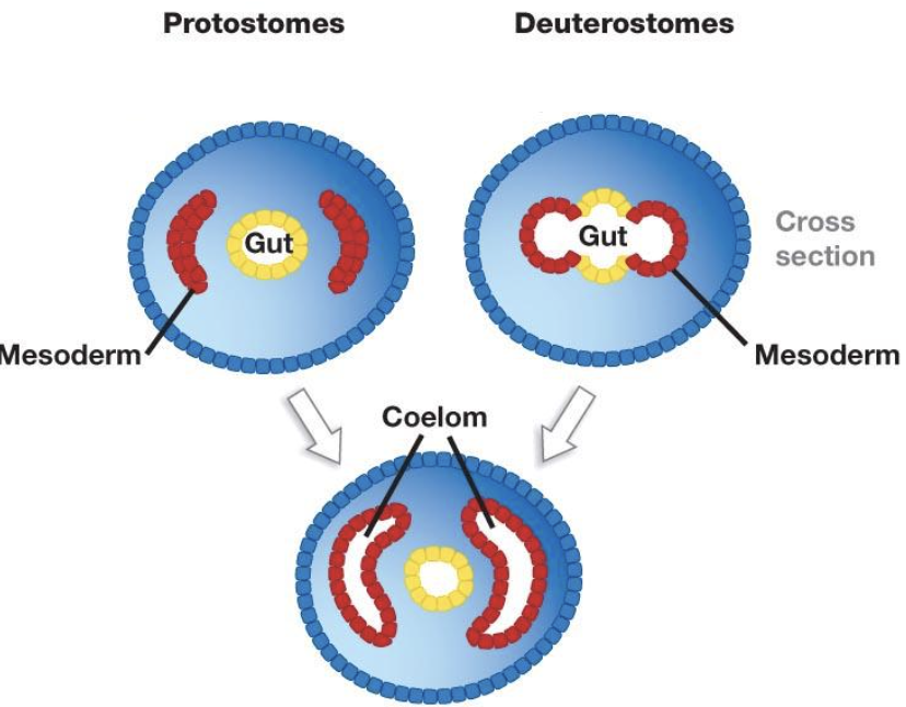 <p>Left one is a protostome and the right is a deuterostome </p>