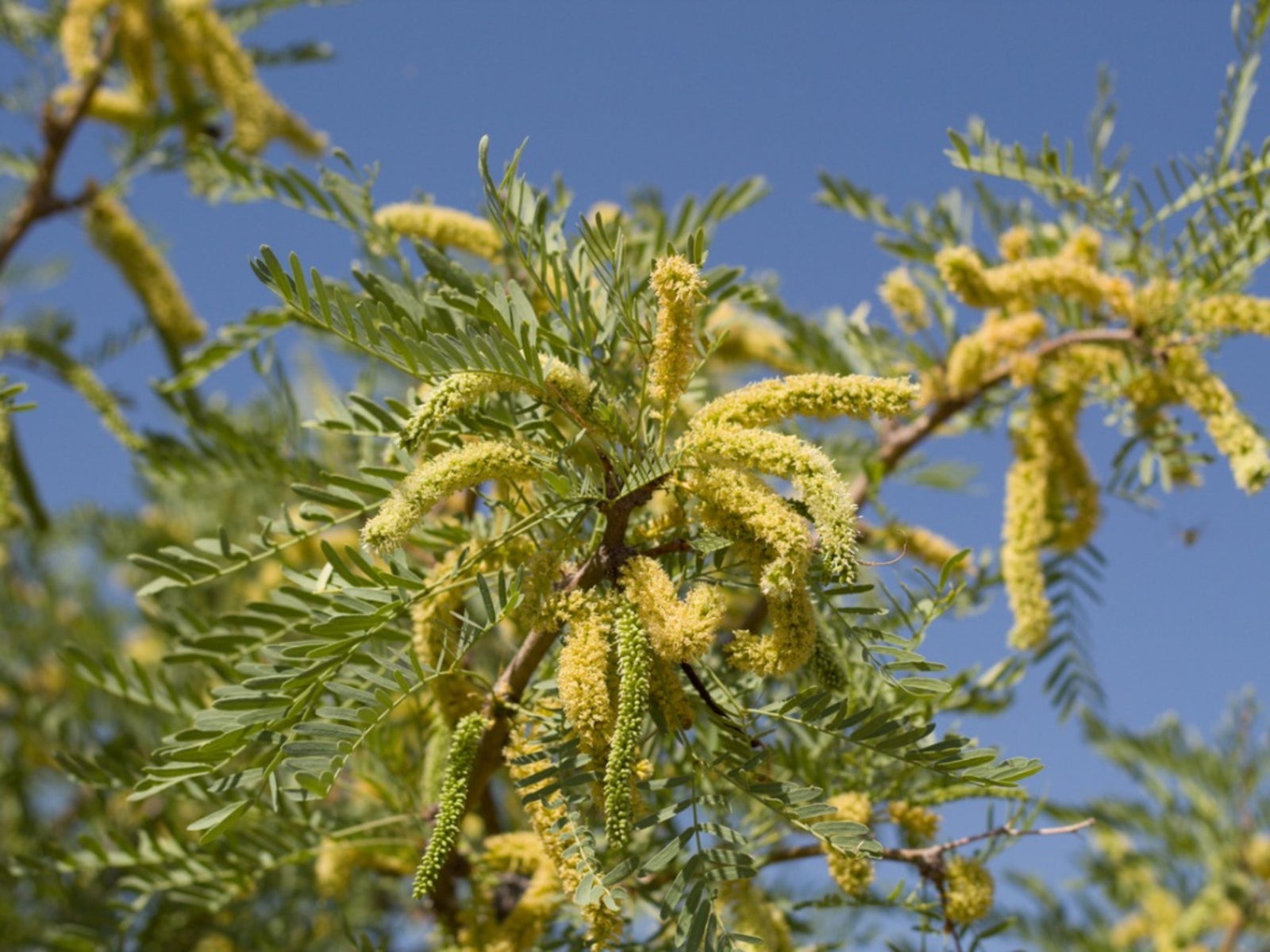 <p>Honey Mesquite / Prosopis Glandulosa</p>
