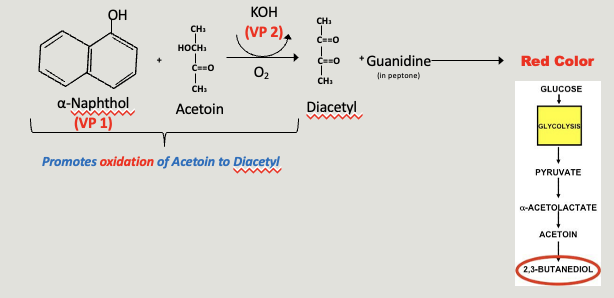 <p>baritt’s reagents</p><p>VP I: alpha naphthol</p><p>VP II: KOH</p>