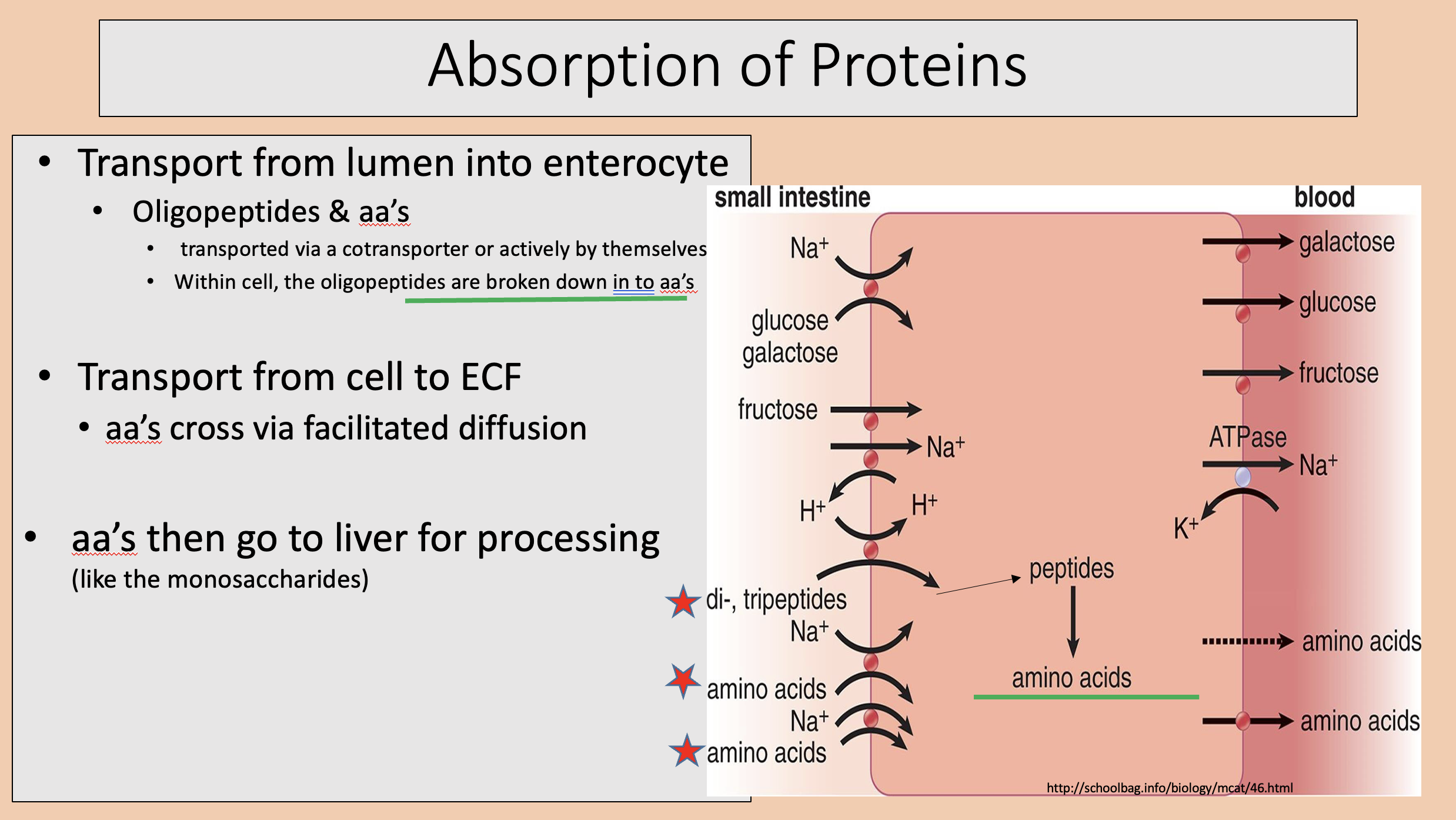 <p><span>oligopeptides</span></p><p><span>aa’s</span></p>