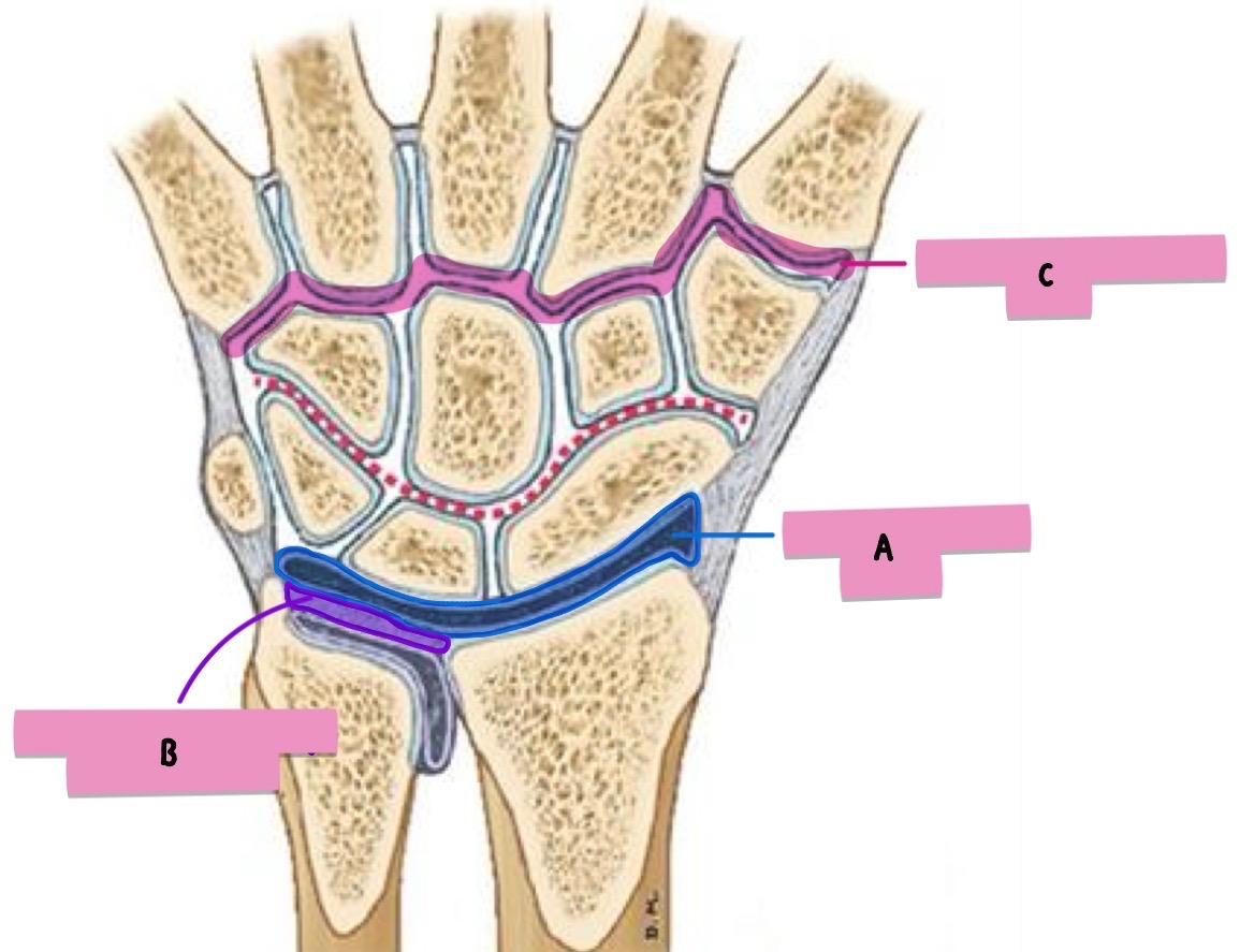 <p><strong>label</strong> the <strong>features </strong>(wrist joints)</p>