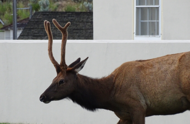<p>Male elk</p>