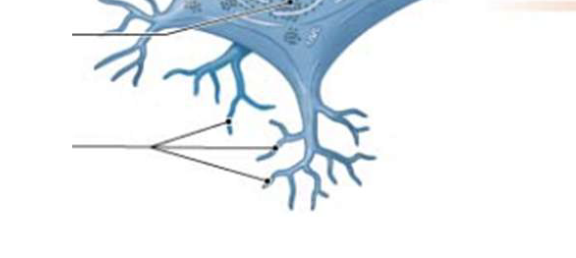 <p>Contain receptors to receive signals from surrounding</p><p>environment and/or other neurons.</p>
