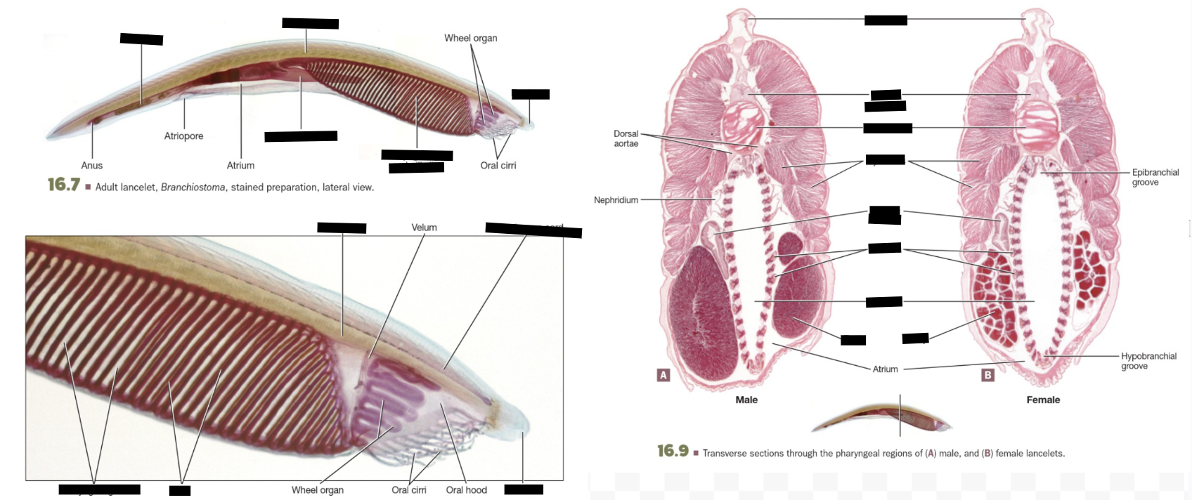 <p><span style="background-color: transparent;">Lancelet Whole Mount (clade, structures)</span></p>