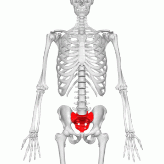 <p>Sacral region</p>