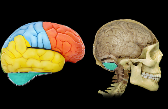 <p>Cerebellum</p>