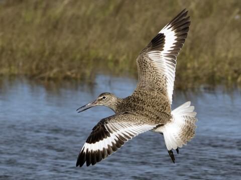 <p>Willet</p>