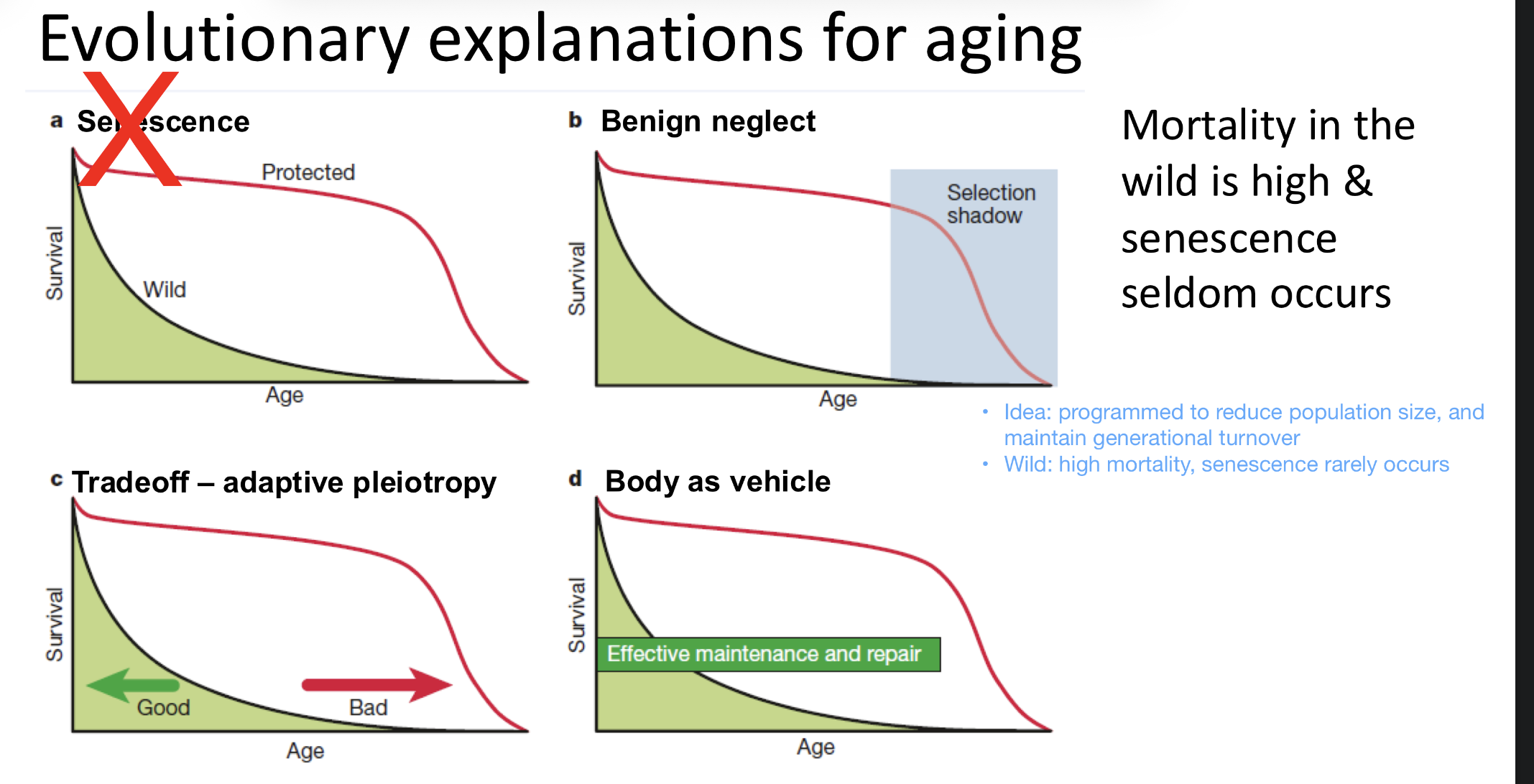 <p>Senescence: biological process of aging</p><ul><li><p>Early explanation</p></li><li><p>Programmed</p></li><li><p>Limits population size, accelerates generational turnover</p></li></ul><p></p><ul><li><p><strong>Old ones have to die for the new ones to open up more resources for younger generations</strong></p></li><li><p>Senescence doesn’t contribute to mortality (external factors) - most species don’t die of old age</p></li></ul><p></p><p></p><p>REASON: Mortality in wild is high & senescence rarelly occurs</p><ul><li><p>Programmed to reduce population size and maintain generational tunrover</p></li></ul><p></p>