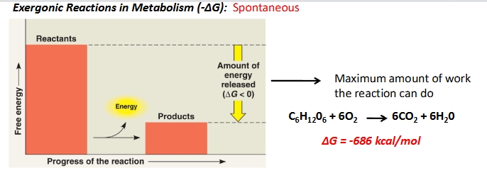 <p>Exergonic Reactions <strong>(-ΔG)</strong></p>