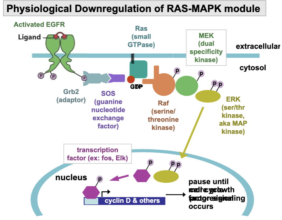 <ul><li><p>it is essential for controlling cell proliferation, differentiation, and survival, preventing over activation that can lead to disease.</p></li><li><p>This down-regulation occurs primarily through complex negative feedback loops, primarily mediates by the activated effector ERK itself, and the action of GTPase Activating Proteins (GAPs) that inactivate RAS</p></li></ul><p></p>