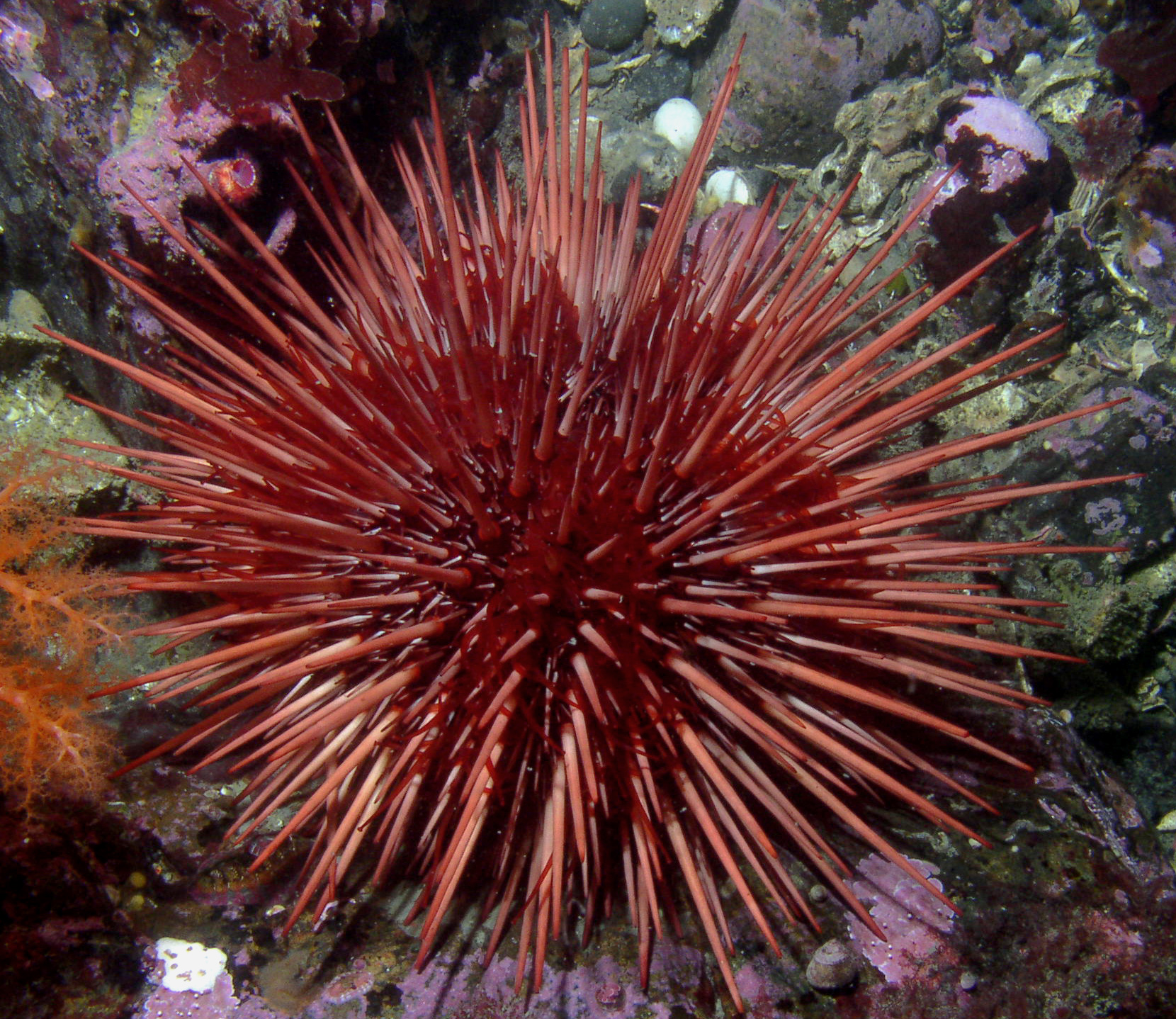 <p>Giant Red Sea Urchin</p>