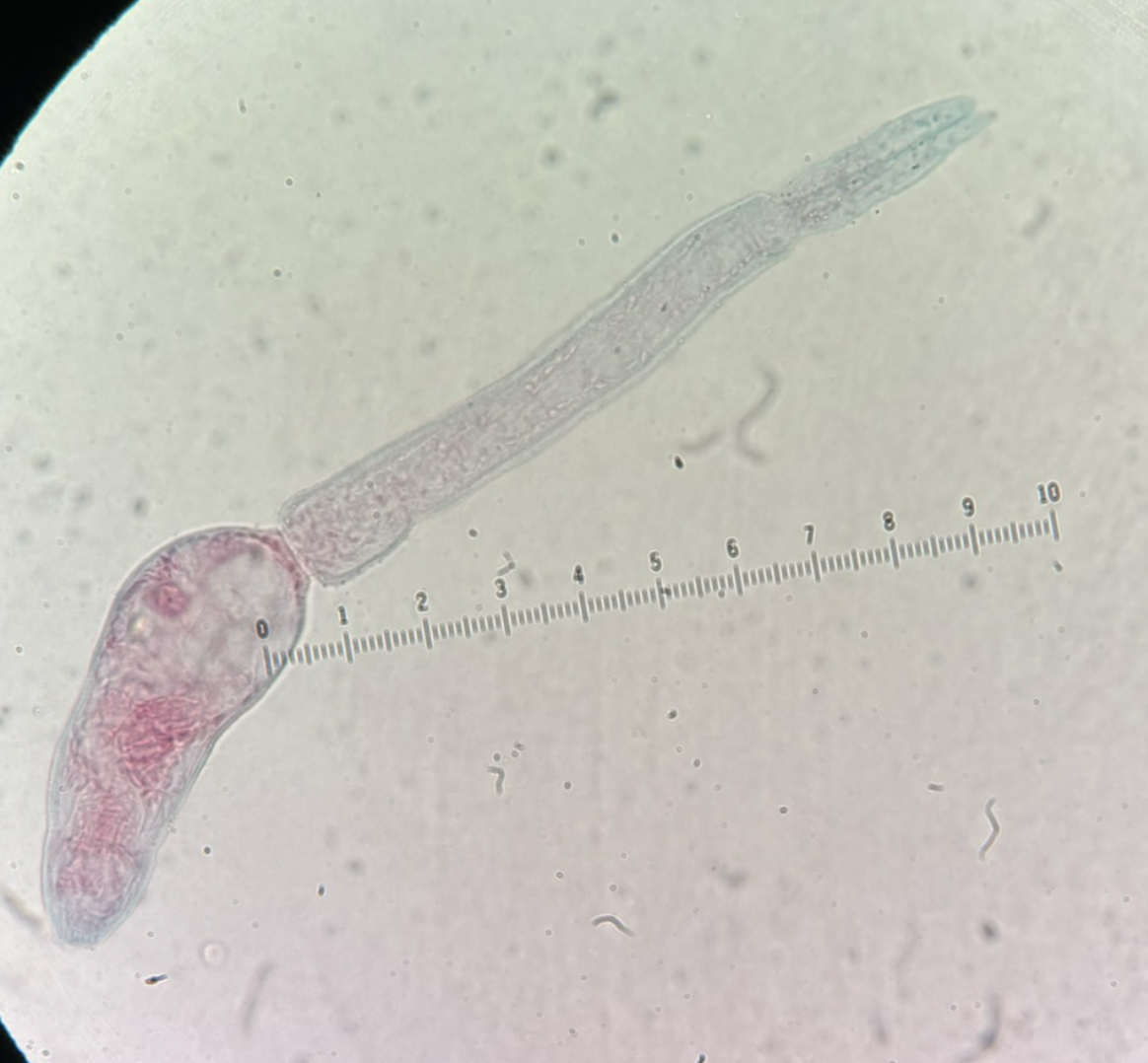 <p>Kingdom?</p><p class="p1">Phylum?</p><p class="p1">Class?</p><p class="p1">Subclass?</p><p class="p1">Order?</p><p class="p1">Family?</p><p class="p1">Species/Stage?</p>