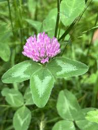 <p><span>Trifolium pratense</span></p>