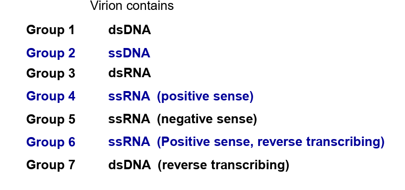 <ul><li><p>divides all viruses into seven groups according to their<strong> mechanism of replication</strong> and the<strong> type of nucleic acid</strong> present in the virion</p></li></ul><p></p>