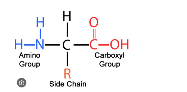 <ul><li><p>carboxyl group</p></li><li><p>amine group</p></li><li><p>central carbon</p></li><li><p>R side chain</p></li></ul><p></p>