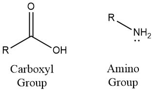 <p>a functional group found in amino acids containing nitrogen, typically written as -NH<sub>2</sub> or NH<sub>3</sub> (depending on pH). it is one of the two groups that make up the backbone of an amino acid</p>