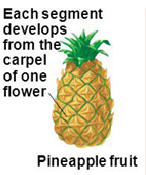 <p>derived from multiple flowers on a single axis</p>