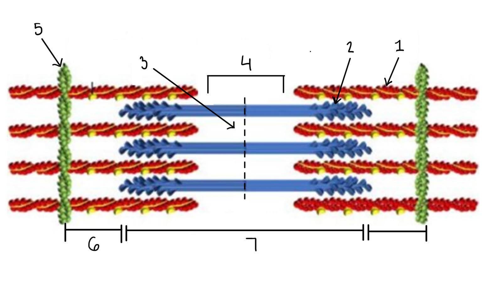 <p>What is 1? aka the thin filament</p>