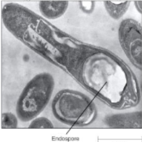 <p>unique dormant* structures, produced by members of bacillus clostridium, thick coat resisting damage conditions</p><ul><li><p>heat, desiccation, chemicals, uv light  </p></li></ul><p>found at different positions in cell </p><ul><li><p>central, terminal, subterminal </p></li></ul><p>sporulation: endospore formation</p><p>germination: return to vegetative state </p>