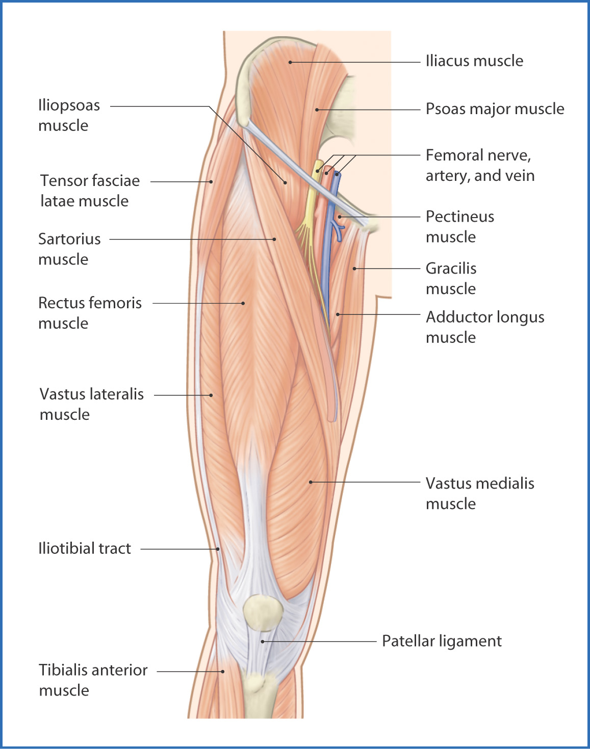 <p>origin → intertrochanteric line, pectineal line of femur, linea aspera, medial supracondylar line of femur</p><p>insertion → tibial tuberosity via patellar ligament, patella, medial condyle of tibia</p><p>action → leg extension at the knee joint</p><p>innervation → femoral nerve (L2-L4)</p><p>blood supply → femoral, deep femoral, descending genicular arteries</p>