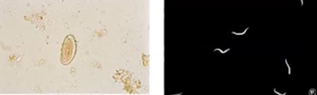 <p><span style="background-color: rgba(0, 0, 0, 0); line-height: 19.7625px;">What is the species in this photo and WHY?</span></p>