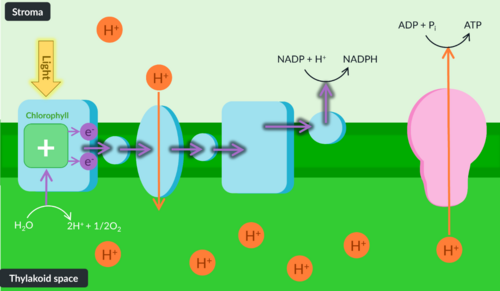 <p>● <span><strong>Photoionisation</strong></span>: Chlorophyll absorbs light energy which hits leaf, exciting it's electrons</p><p>● Electrons leave chlorophyll, chlorophyll is oxidised (now +ve)</p><p>● <span><strong>Photolysis</strong></span>: Light splits H₂O into 2H⁺ + 2e⁻ + ½O₂</p><p>Electrons replace those lost from chlorophyll</p><p>● Electrons that left chlorophyll move along electron transfer chain via redox reactions, releasing energy</p><p>● This energy is used to actively transport H⁺ from stroma to thylakoid space (maintain proton gradient)</p><p>● Electrons (at end of electron transfer chain) react with NADP and H⁺ to form <span><strong>NADPH</strong></span></p><p>● Proton gradient allows diffusion of protons from thylakoid space to stroma via ATP synthase, supplies it with energy to catalyse reaction of <span><strong>ADP + Pi → ATP</strong></span> (chemiosmosis)</p>