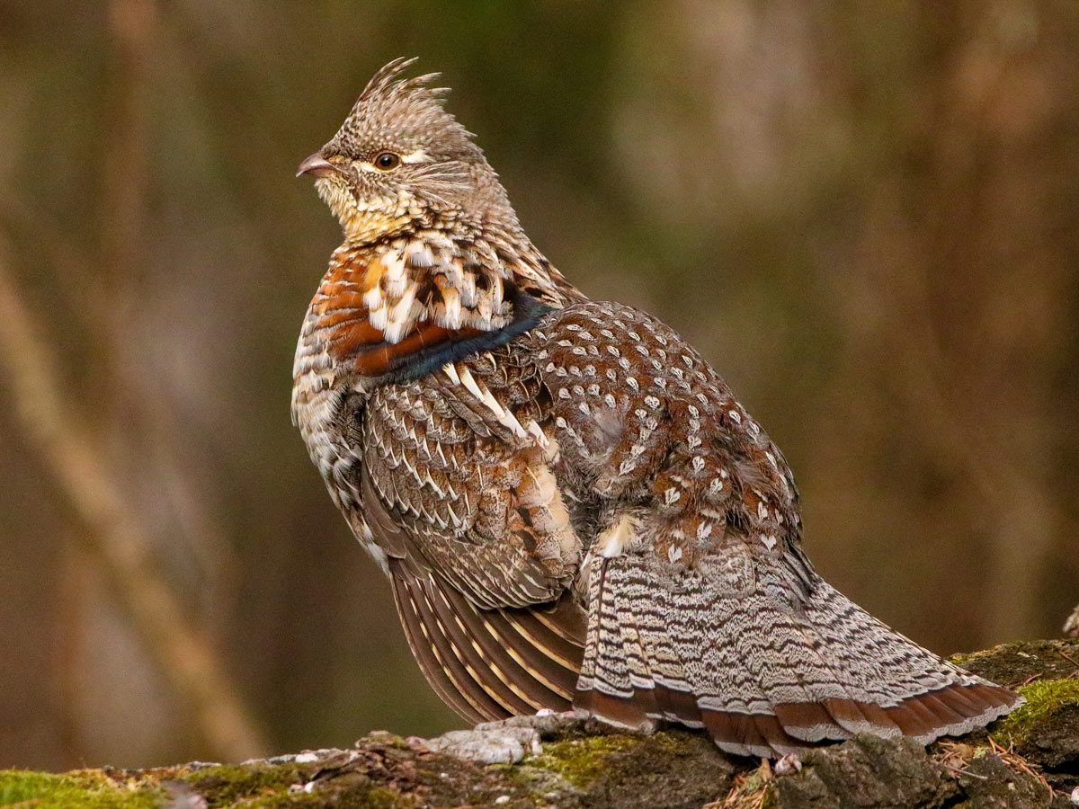 <p>What is the Taxonomy of the Ruffed Grouse? (KPCOFGS, along with SF)</p>