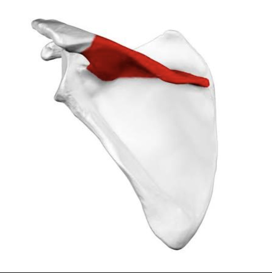 <p>Posterior ridge of scapula. <strong>(Clavicle)</strong></p>