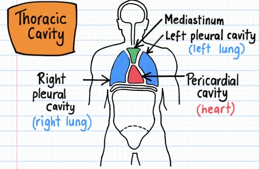<p><span>The pleural cavity contains:</span></p>