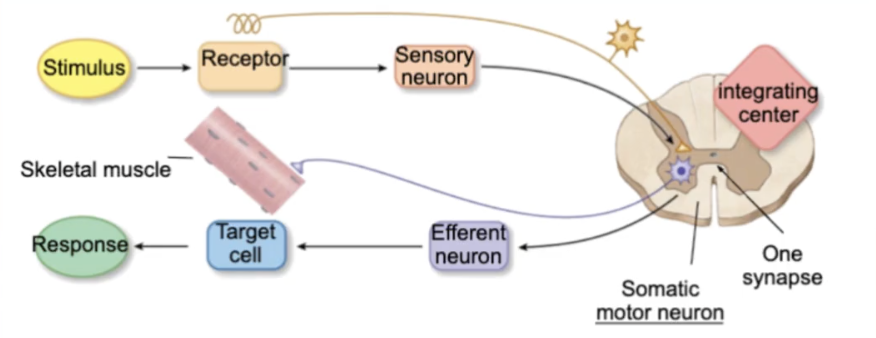 <p>Skeletal Muscle:</p><p><strong><u>______</u></strong> reflex aka stretch</p><ul><li><p>bc it’s a reflex it stays within the ______ - does not have to go up to the brain in order to execute a movement; the spinal cord works as an integrating center</p></li><li><p>RMBR somatic motor neuron is _____ therefore will release acetylcholine onto nicotinic receptors</p></li></ul><p></p>