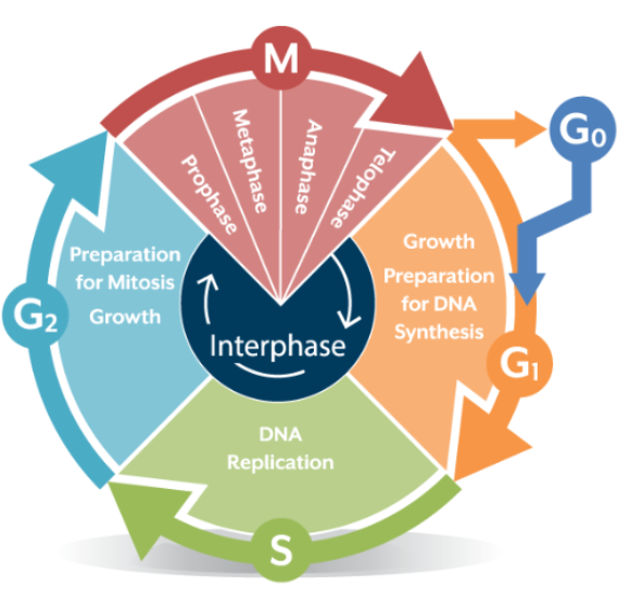 <p>As eukaryotic cells grow and divide, they move through three distinct stages.  This is known as the cell cycle. The stages are:  interphase, cell division (mitosis), and cytokinesis.</p><p>cytokinesis is missing from this diagram but happens after mitosis</p>