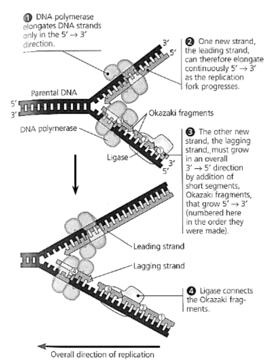 <p><u>Leading Strand Synthesis:</u></p><ul><li><p>Leading strand is: The <strong>complementary daughter DNA strand</strong> that is continuously synthesised as a single polymer along the template strand.</p></li><li><p>Polymerised in the <strong>mandatory 5’ to 3’ manner</strong> <strong><u>towards</u></strong> the <strong>replication fork</strong></p></li></ul><p></p><p><u>Lagging Strand Synthesis:</u></p><ul><li><p>Lagging strand is: The <strong>complementary DNA strand</strong> that is <strong>discontinuously synthesised</strong> as a series of short fragments known as <strong>Okazaki fragments</strong></p></li><li><p>Each Okazaki fragment is polymerised in the <strong>mandatory 5’ to 3’ manner</strong> <u>against</u> the <strong>overall direction</strong> (towards replication fork) of the replication fork.</p></li><li><p>About 100 to 200 nucleotides per fragment in eukaryotes</p></li><li><p>How Okazaki fragments work:</p><ul><li><p>Each Okazaki fragment requires an <strong>RNA primer</strong> for strand initiation</p></li><li><p>The Okazaki fragments are then ligated in two steps to produce a continuous DNA strand</p><ul><li><p>DNA polymerase (specifically DNA polymerase I) removes the RNA primer and replaces it with dNTPs</p></li><li><p>DNA ligase - a linking enzyme - catalyses the formation of a phosphoester bond between the 3’ end of each new Okazaki fragment and the 5’ end of the growing daughter DNA strand</p></li></ul></li></ul></li></ul><p></p>