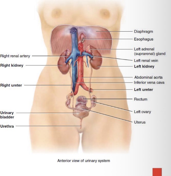 <p>After the kidneys filter the blood plasma, they return most of the water and solutes to the bloodstream.</p><p>The water and remaining solutes make up urine, which passes through the ureters and is stored in the urinary bladder until it is excreted through the urethra.</p>