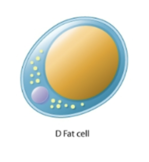 <p>what cell</p>