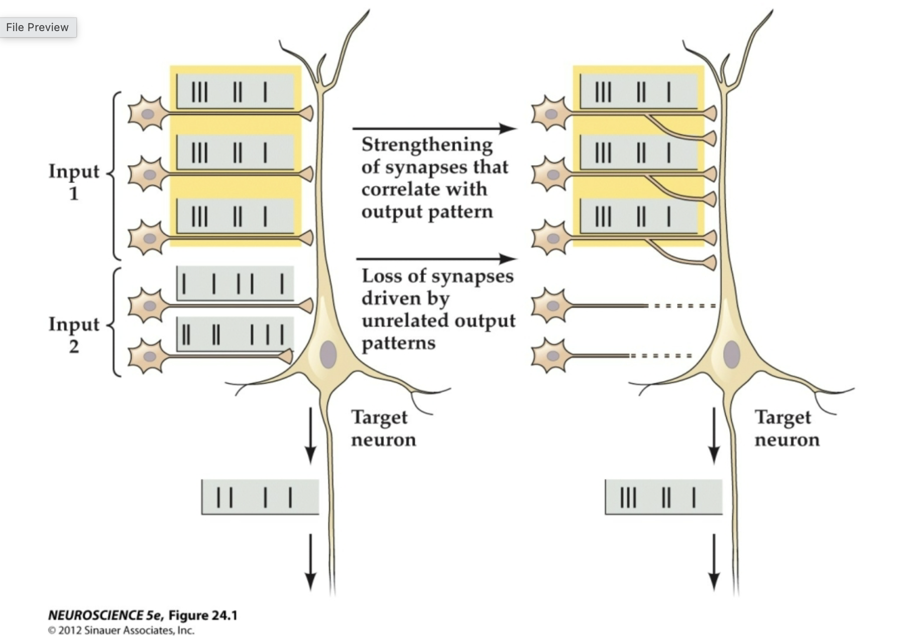 <p>HEBB’S POSTULATE</p>