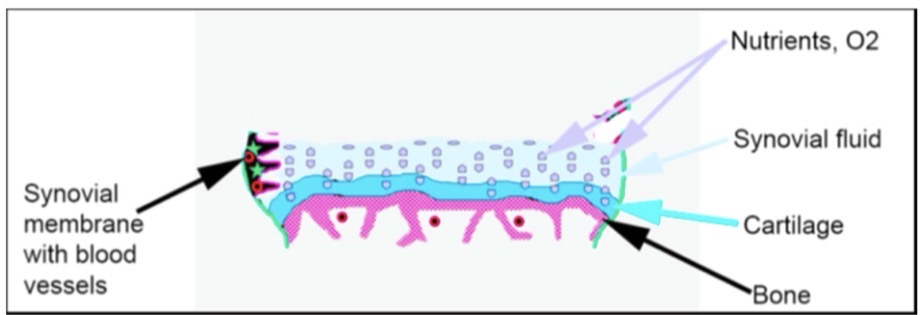 <ul><li><p>Articular cartilage does not have blood vessels. </p></li><li><p>Nutrients and O 2 are supplied by capillaries in the synovial membrane.</p></li><li><p>The compression and decompression of articular cartilage during joint movement facilitate the diffusion of nutrients and O 2 from the synovial fluid into the cartilage.</p></li></ul><p></p>