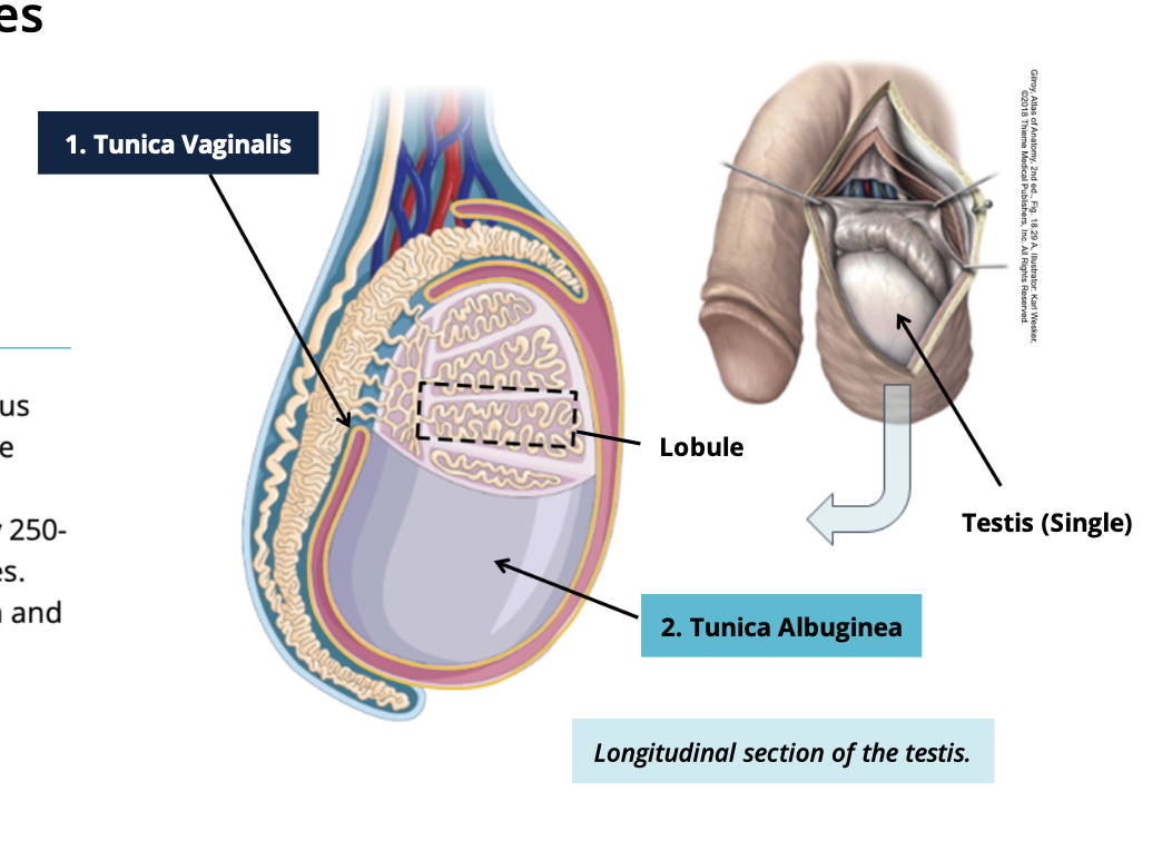 <ul><li><p>Extension penetrate into the testis </p></li><li><p>divides it into Lobules (~250-300 compartments) </p></li></ul><p></p>