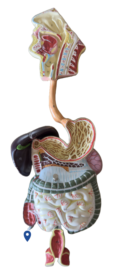 <p>Name this organ.</p>