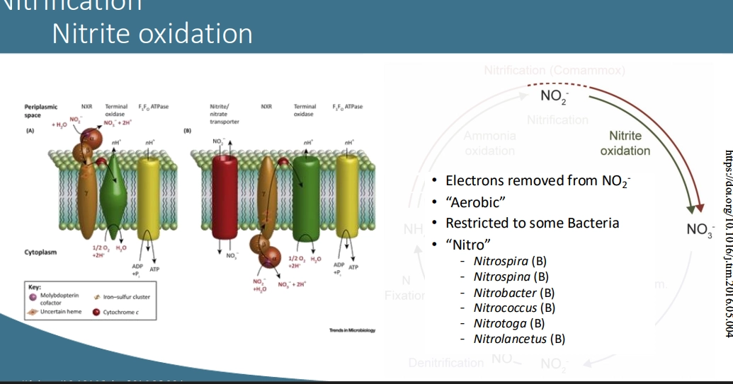<ul><li><p>aerobic, as it requires adding O2 and removing e, to => Nitrate NO3-</p></li><li><p>can either be periplasmic facing, or facing the inside of the cell - both involving membrane proteins</p></li><li><p>O2 is used as a final e acceptor, as e are removed from Nitrite NO2- to make Nitrate NO3-, by enzymes that pass these e through substrates, along membrane proteins</p></li></ul><p>(organisms)</p><ul><li><p>restricted to specific bacteria. (afaik no archaea!)</p></li><li><p>Nitro- prefix on genus name </p></li></ul><p></p>