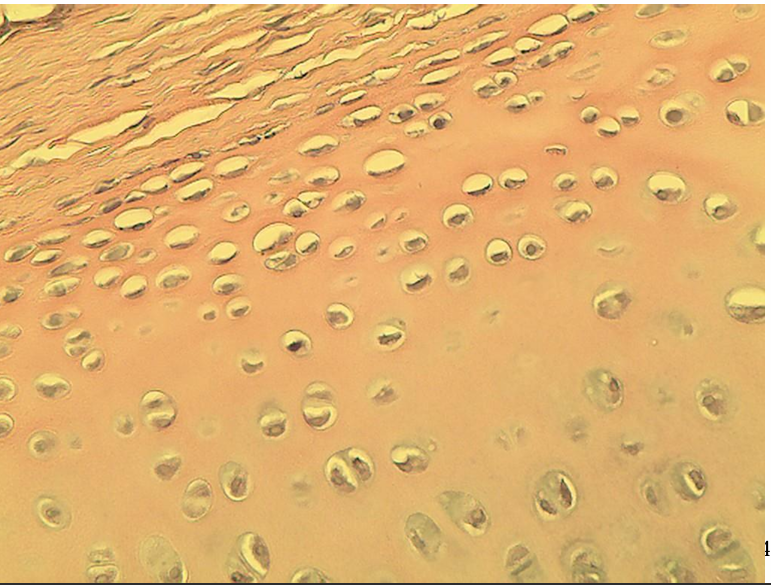 <p>what tissue is this?</p>