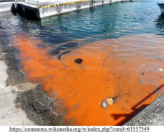 <p>red tide</p>