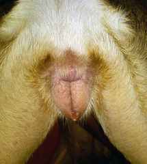 <p>What phase of estrous is this dog in?</p>