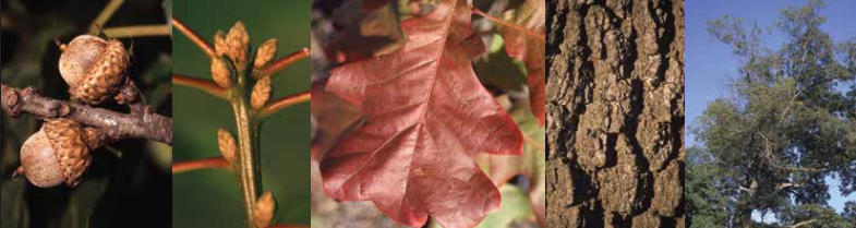 <p>Identify this tree: </p>