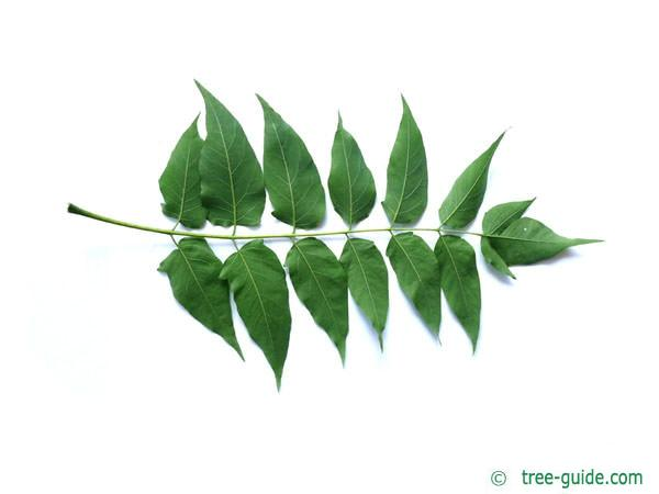 <ul><li><p>similar leaves to black walnut, but with notches at base of leaflets</p></li><li><p>invasive</p></li><li><p>rotten peanut butter smell</p></li><li><p>alternate, compound</p></li></ul><p></p>